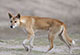 Dingo