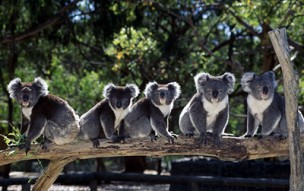 Koalas en Australie