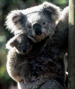 Koalas en Australie